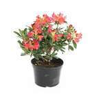 Rhododendron x 'Golden Gate' : H 40/50 cm, ctr 7 litres